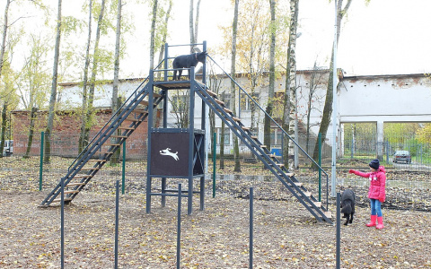 В Сыктывкаре ввели новые правила выгула собак