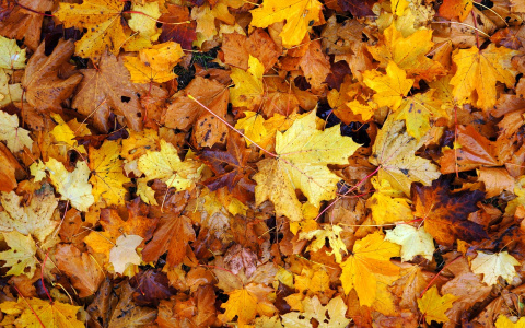 Главный синоптик России дал прогноз на сентябрь