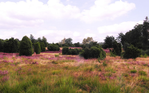 Погода в Сыктывкаре на 26 августа: небольшой дождь и +23 градуса тепла