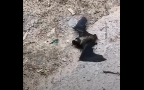 «Страшно, вдруг укусит»: сыктывкарка поймала в подъезде летучую мышь (видео)