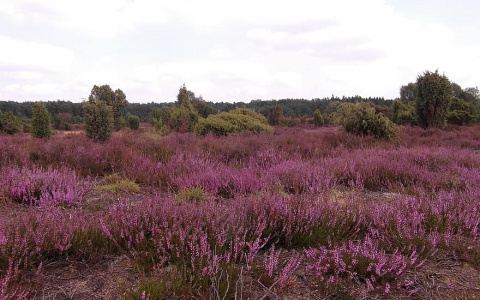 Погода в Сыктывкаре на 27 августа: станет немного прохладнее