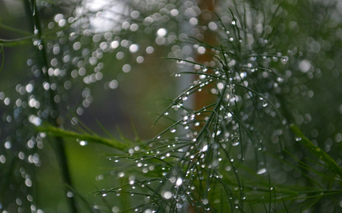 Синоптики Коми предсказали дожди на выходных
