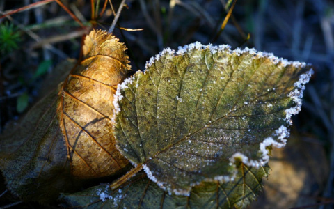 Заморозки: синоптики рассказали о погоде на неделе в Коми