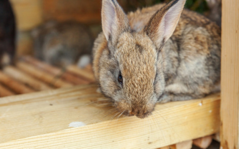 Житель Коми украл 20 кроликов ради выпивки
