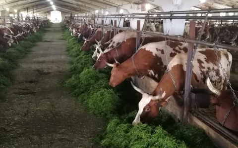 В Коми опровергли слухи о кошмарной ферме, где гибнут животные и страдают люди