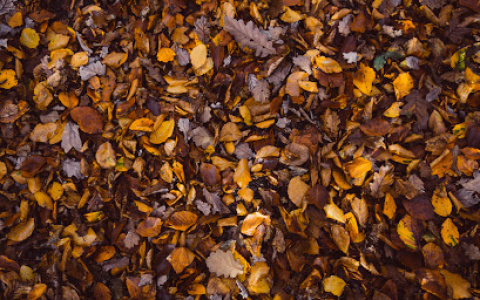 Погода в Сыктывкаре на 2 сентября: типичная осенняя погода