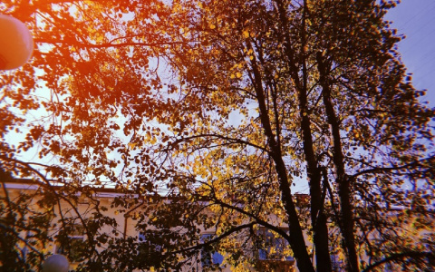 Фото дня в Сыктывкаре: золотая осень