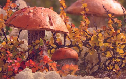 Жителей Коми ждут теплые и солнечные выходные