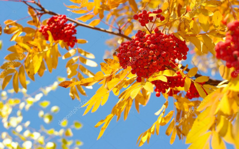 Назван лучший природный детокс