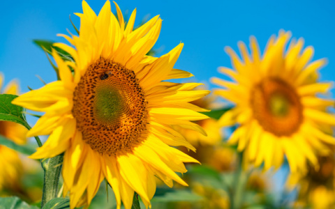 В России вырастут цены на подсолнечное масло и семечки