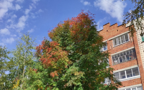 Фото дня в Сыктывкаре: краски осени