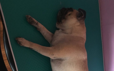 В Сыктывкаре собака ценой своей жизни спасла хозяйку