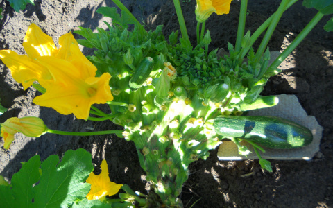 Генетическое расщепление: на даче сыктывкарки кабачок мутировал в нечто