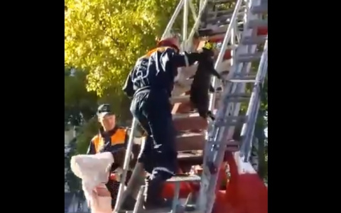 «Спасти рядового котика»: в Коми пушистого питомца с дерева сняли пожарные