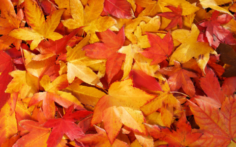 Погода в Сыктывкаре на 11 сентября: дождь и холод