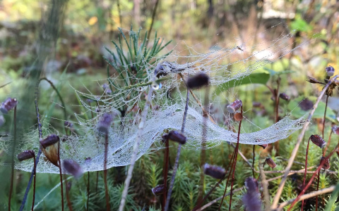 Фото дня от сыктывкарки: по диким тропам Коми