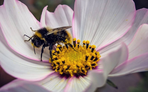 Фото дня от сыктывкарца: последний сладкий нектар перед холодами