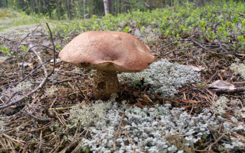 Эксперт рассказал об опасности популярных грибов