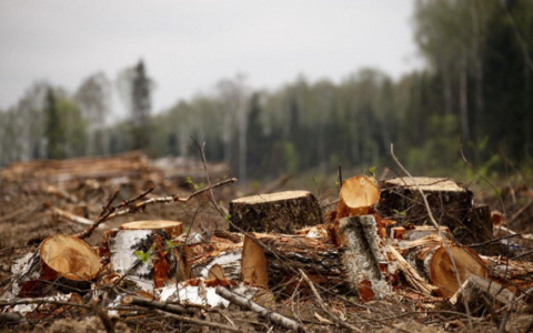 Погода в Сыктывкаре на 16 сентября: кратковременные дожди и облачность