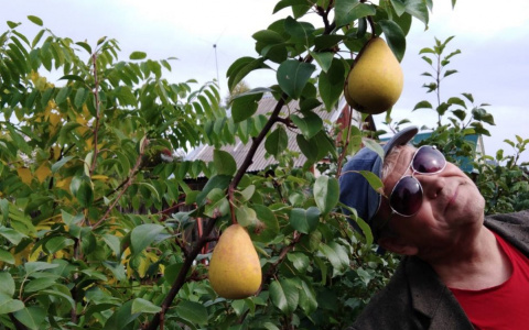 У сыктывкарцев на даче выросли огромные спелые груши