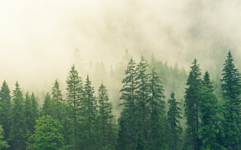 В Коми пенсионер собирал ягоды и умер