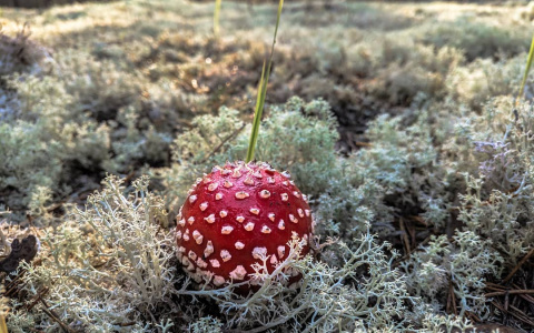 Фото дня от сыктывкарца: прогулка по сентябрьскому лесу
