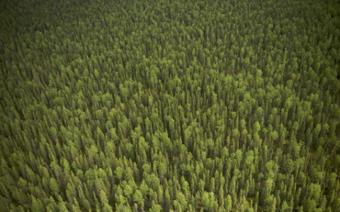 В коми лесу нашли радиоактивный контейнер