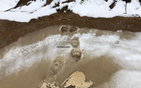 В Коми мужчина заблудился в лесу и провел ночь с медведем
