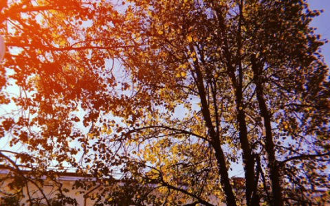 Погода в Сыктывкаре на 25 сентября: синоптики обещают один день лета