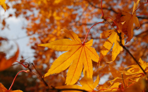 Синоптики пообещали жителям Коми очень теплые выходные