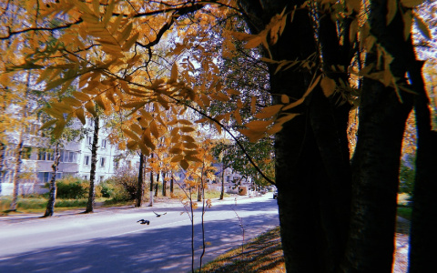 Погода в Сыктывкаре на 27 сентября: бабье лето продолжается