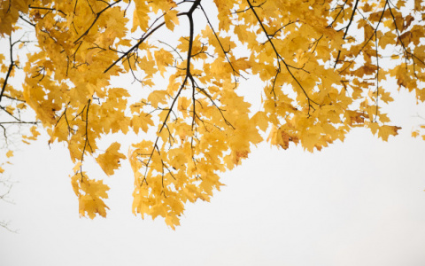 Погода в Сыктывкаре на 29 сентября: еще один теплый осенний день