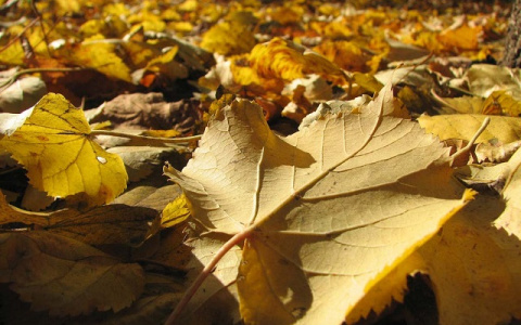 Погода в Сыктывкаре на 1 октября: все еще тепло