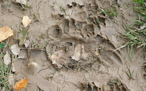 Под Сыктывкаром объявился медведь