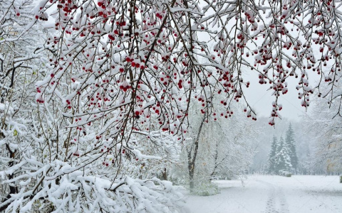Синоптики дали прогноз на зиму в Коми