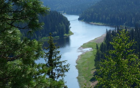 Жителей республики призывают голосовать за девственные леса Коми