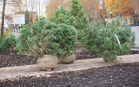 В Сыктывкаре на площадке «под часами» высадят 9 тысяч кустов очитка едкого