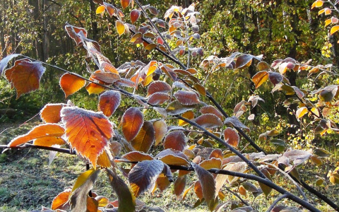 Погода в Сыктывкаре на 5 октября: в городе начнет теплеть