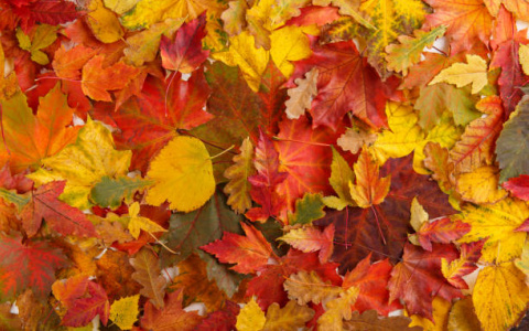 Погода в Сыктывкаре на 6 октября: осенние холода и северный ветер