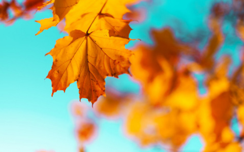 Погода в Сыктывкаре на 8 октября: дожди и слабый южный ветер