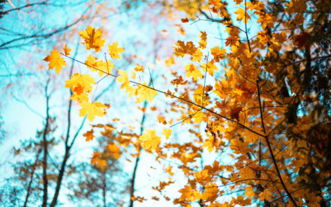 Погода в Сыктывкаре на 10 октября: дождливая ночь и немного солнца