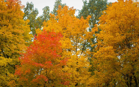 Погода в Сыктывкаре на 12 октября: немного сырости и тепла