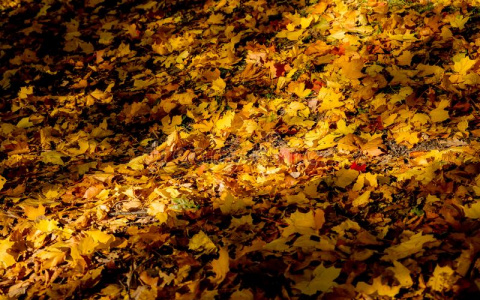 Погода в Сыктывкаре на 13 октября: относительно тепло и сухо