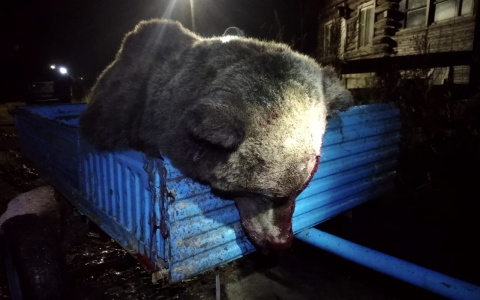 В Сети появились фото убитого медведя, который разодрал машину