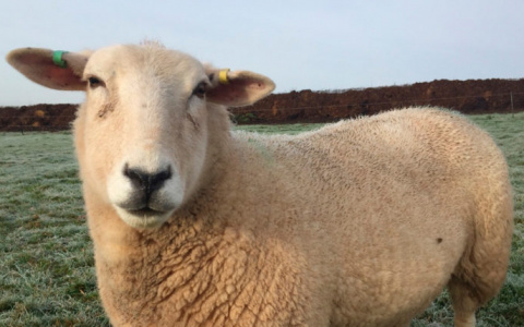 Экошубы и убийства животных: сыктывкарский продавец рассказал, стоит ли овчинка выделки