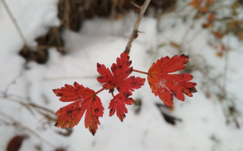 Фото дня в Сыктывкаре: контраст огня осени и жемчужного снега