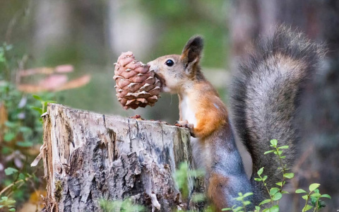 Фото дня от сыктывкарца: обитатели леса готовятся к зиме