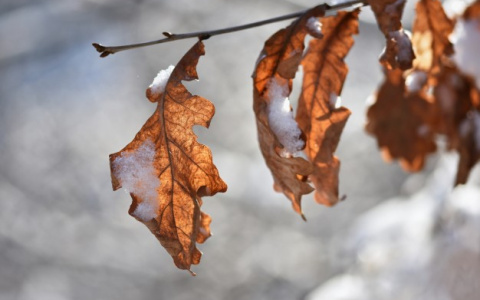 Погода в Сыктывкаре на 22 октября: еще один холодный день