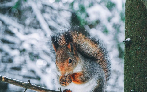 Фото дня в Сыктывкаре: пушистая зимняя белка