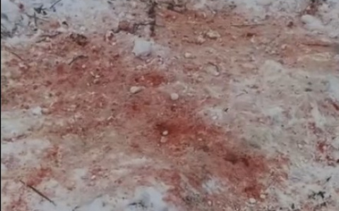 В одном из поселков Коми волки съели всех собак